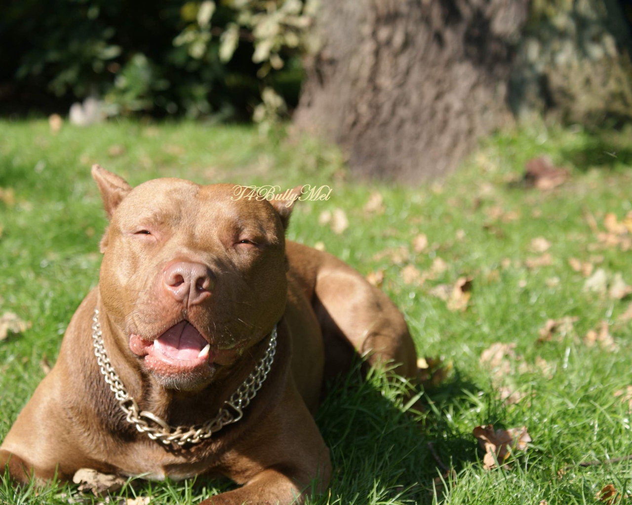 Питбуль лежит на траве