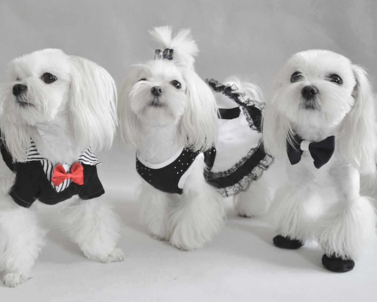 Три мушкетера болонки