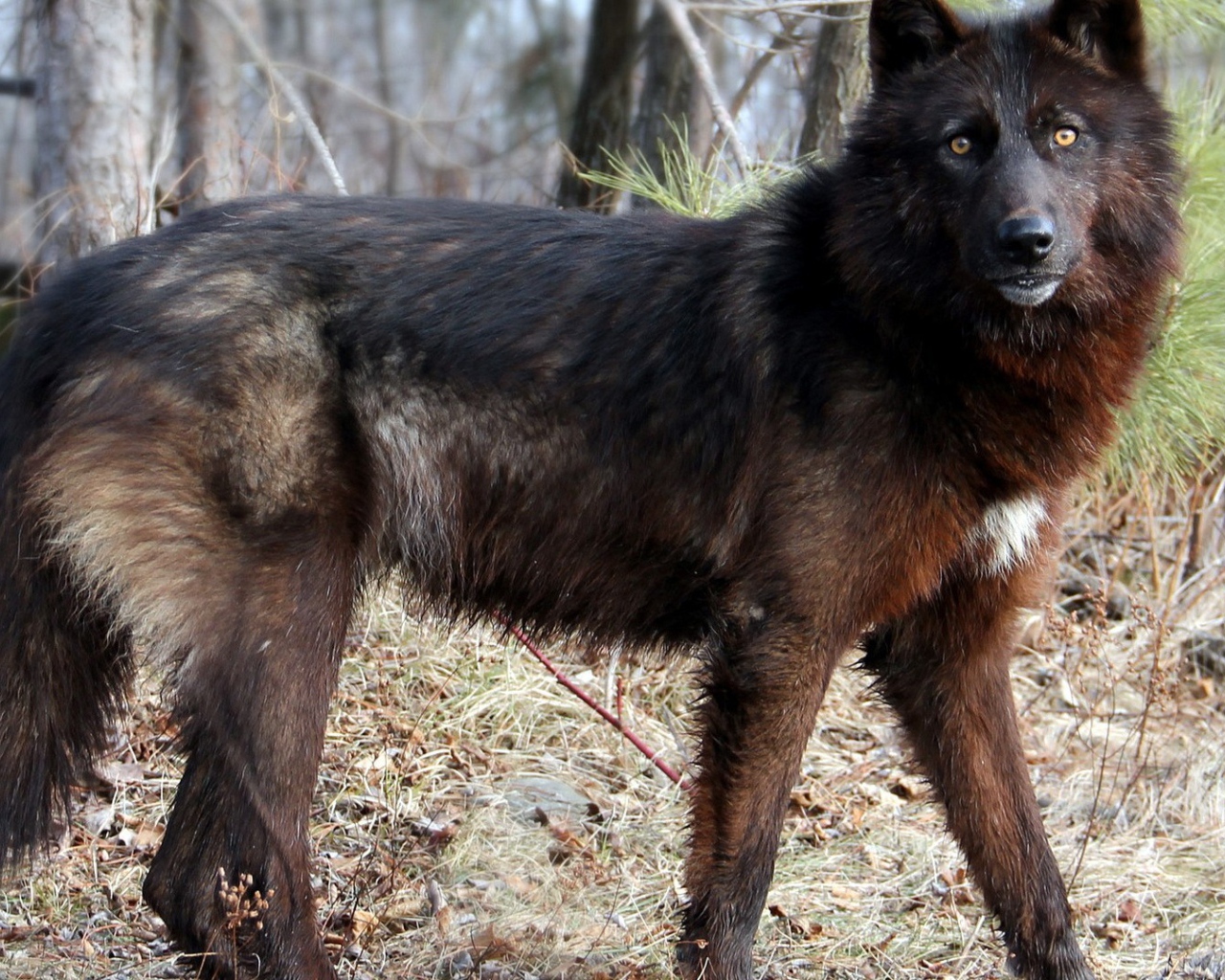 Дикая собака