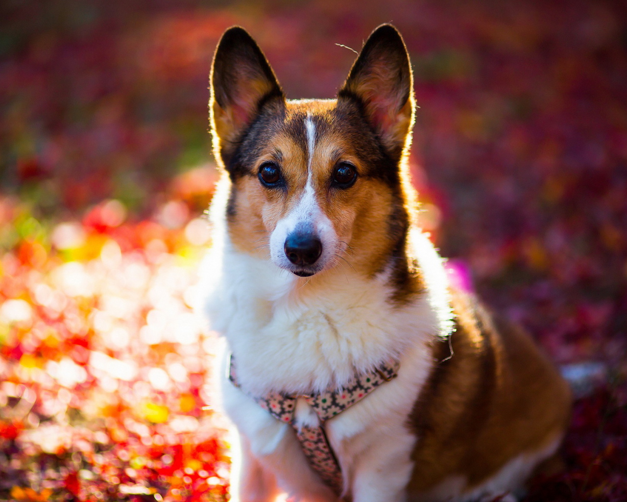 Внимательный взгляд друга