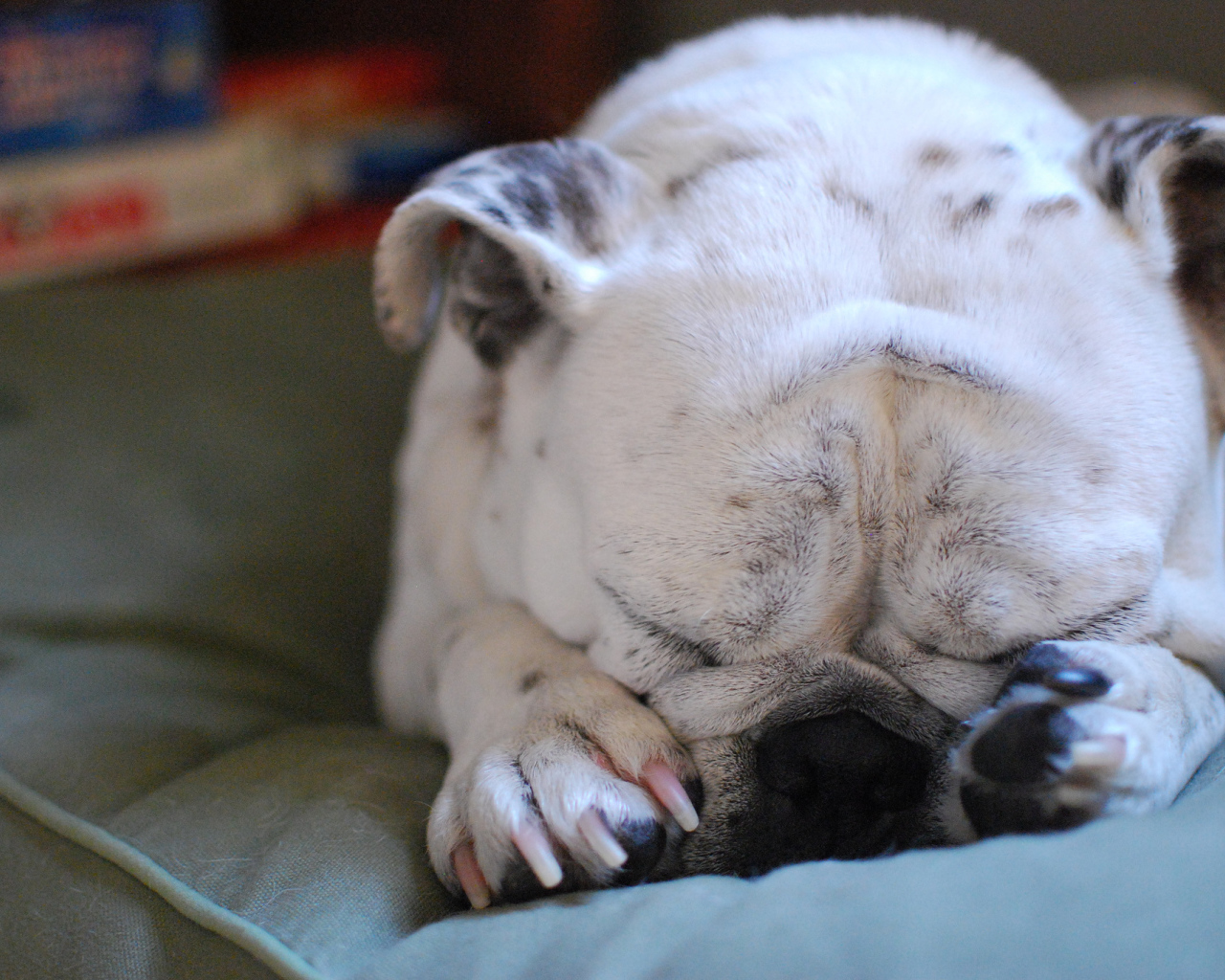 Бульдог закрыл морду лапами