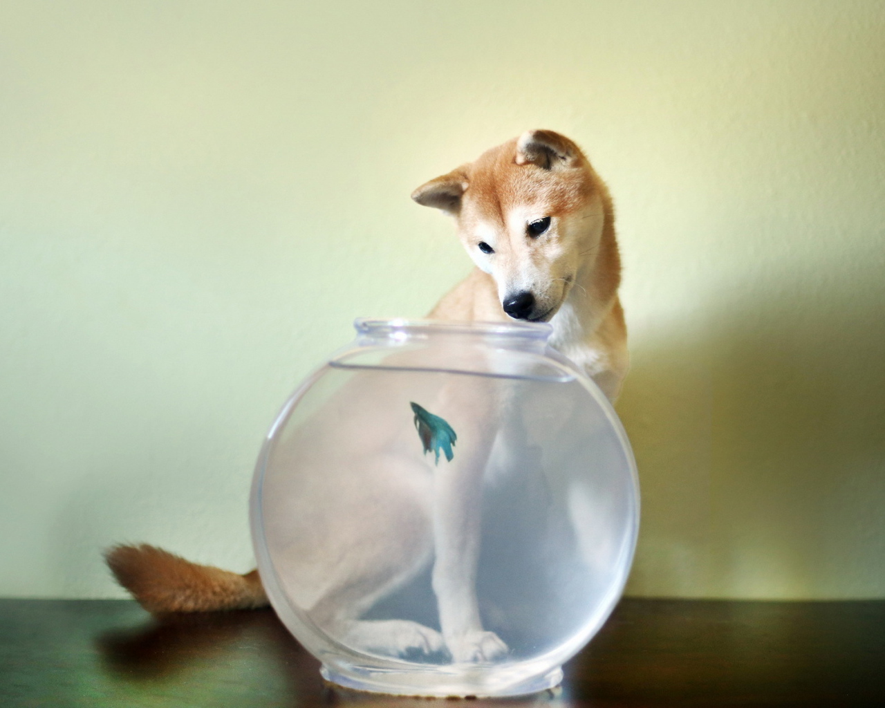 Собака у аквариума