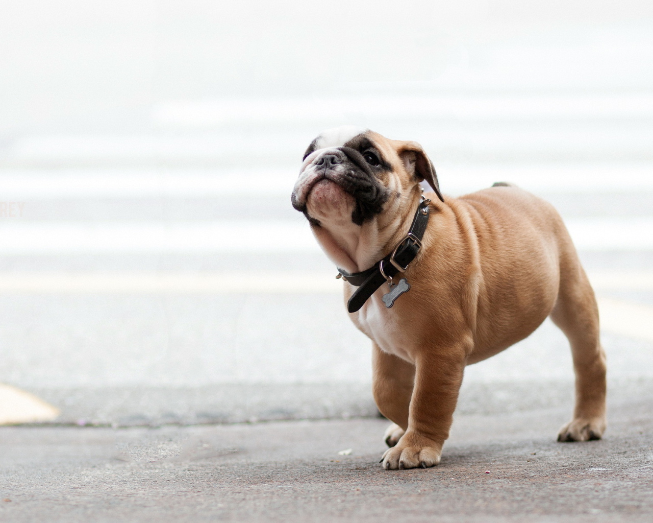 Собака на прогулке