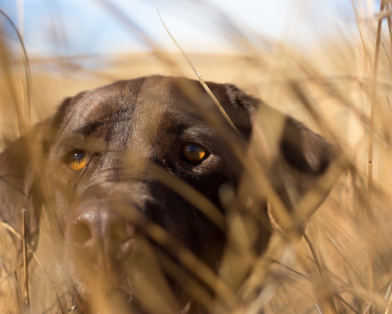 Собака спряталась в траве