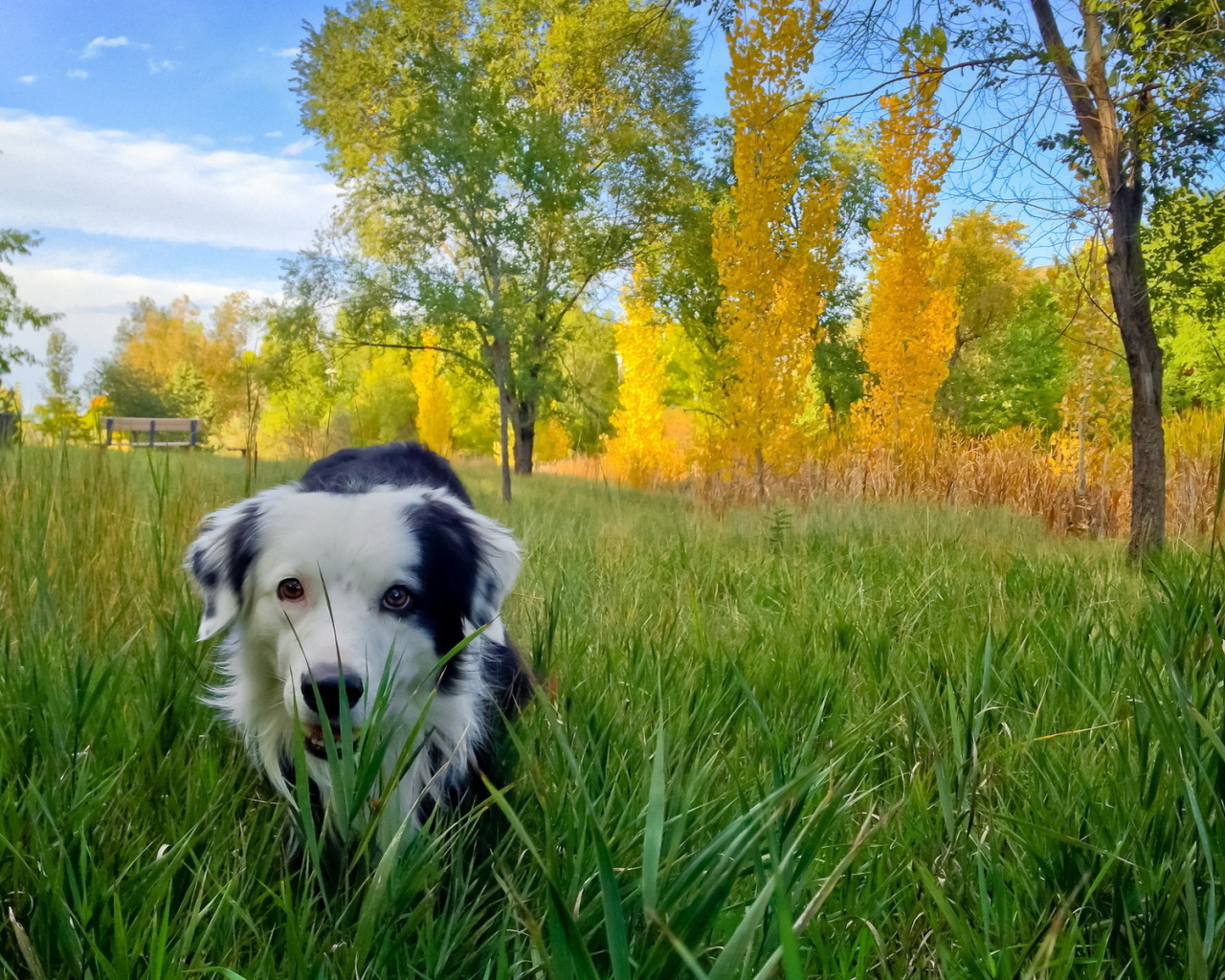Собака в осеннем парке