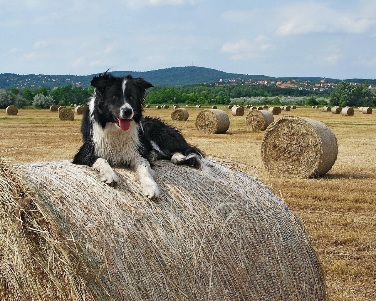 Собака на сене