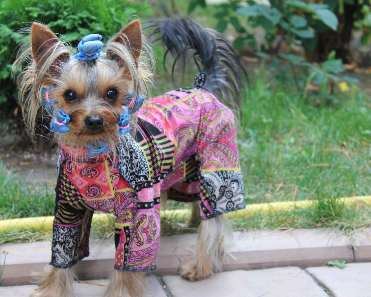 Собака в стильной одежде