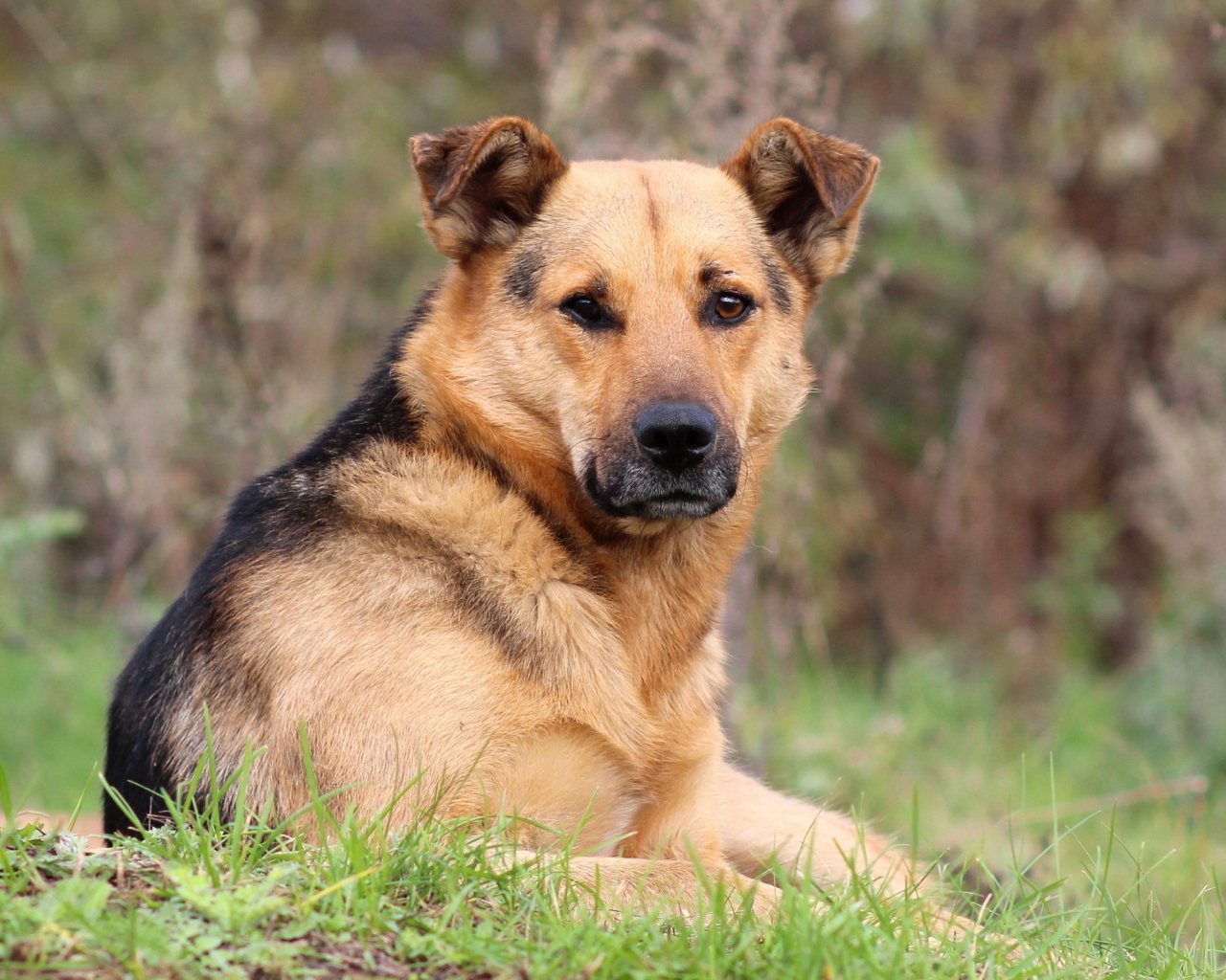 Собака лежит на траве