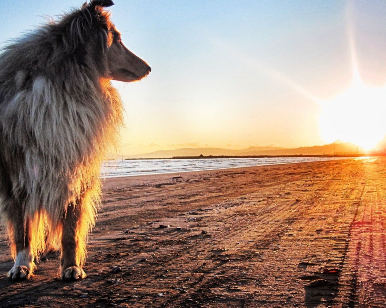 Собака смотрит на закат