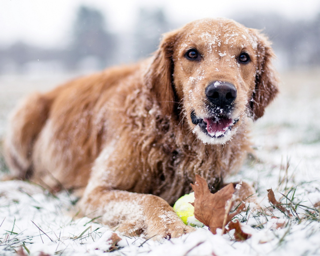 Собака лежит на снегу