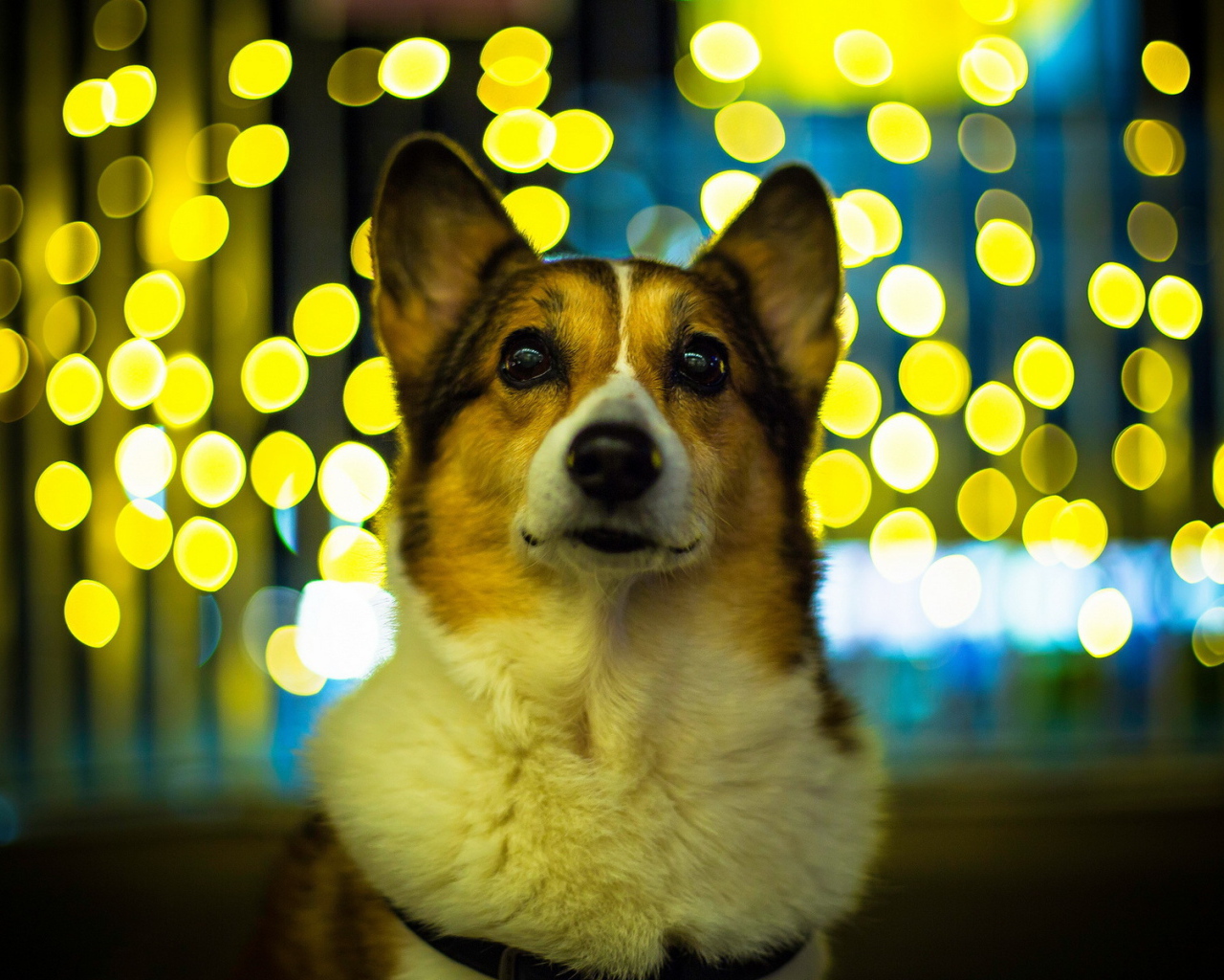 Собака на фоне огней