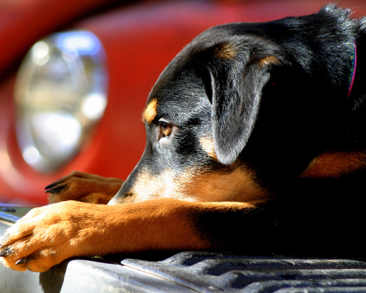 Собака на бампере