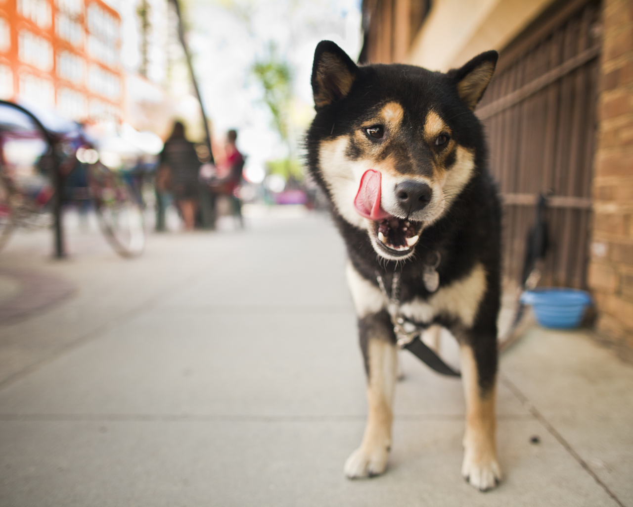 Собака на улице