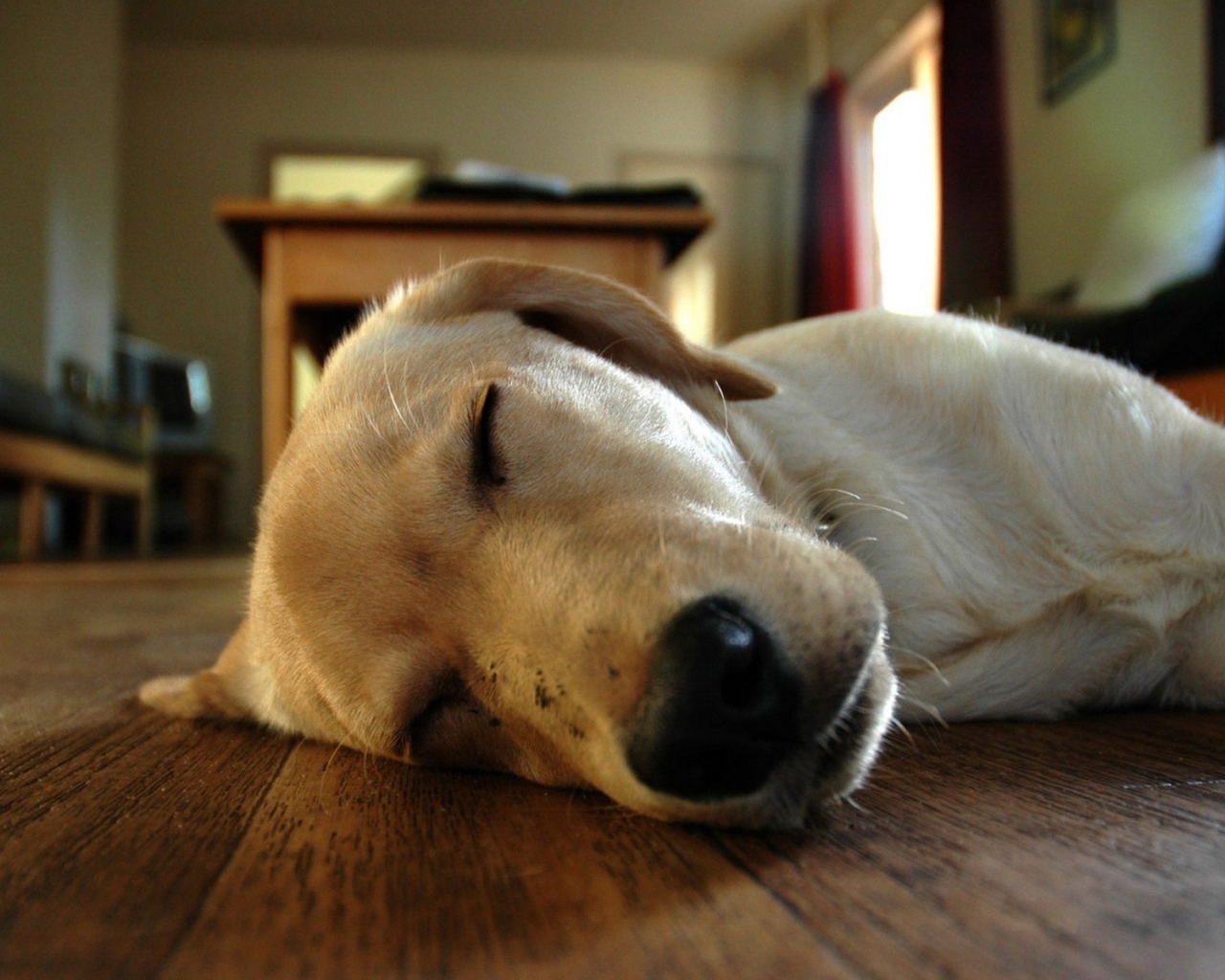 Собака спит на полу