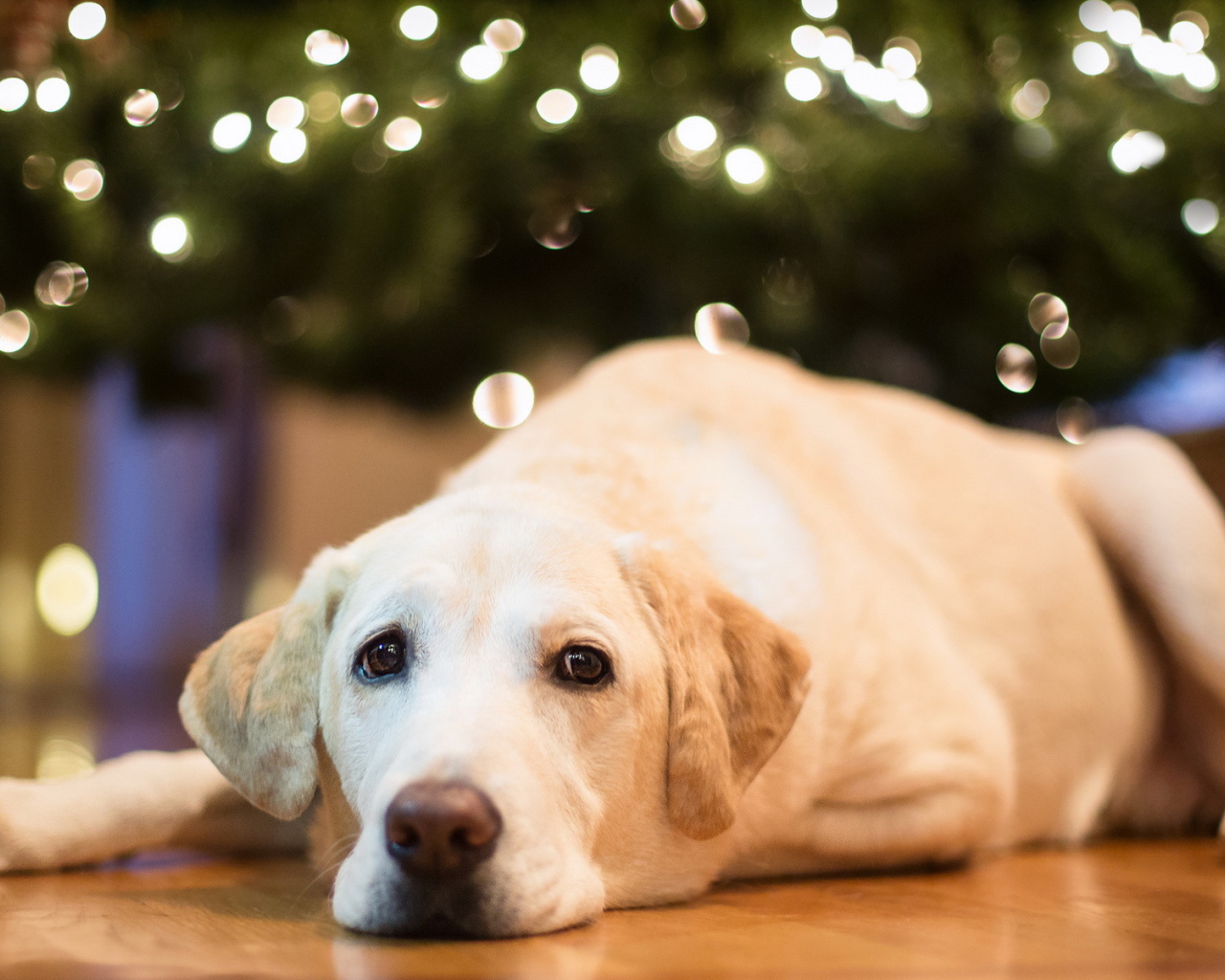 Собака под елкой