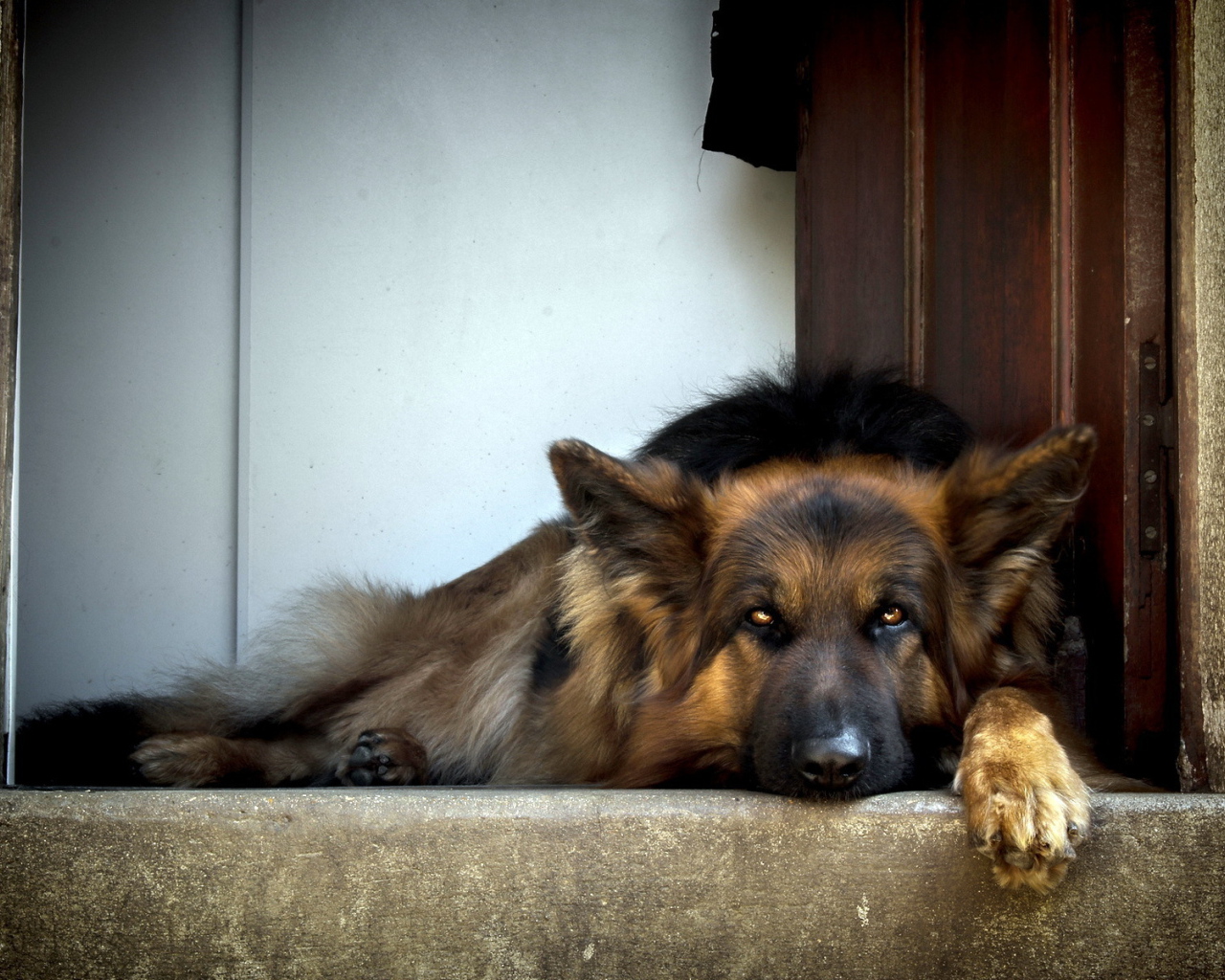 Собака ждет хозяина