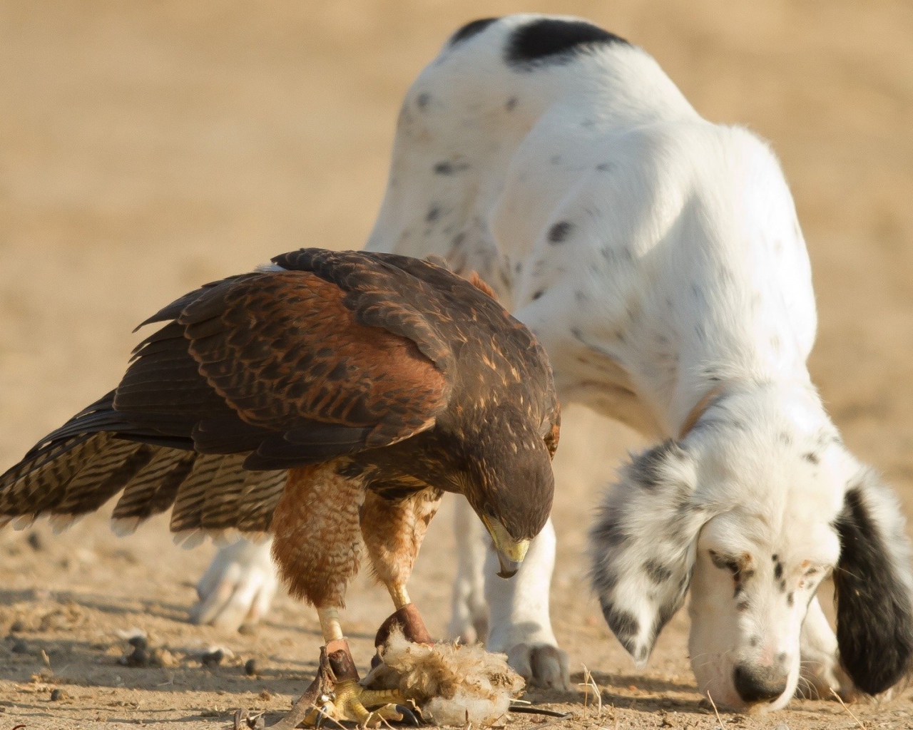Собака тоже хочет кушать