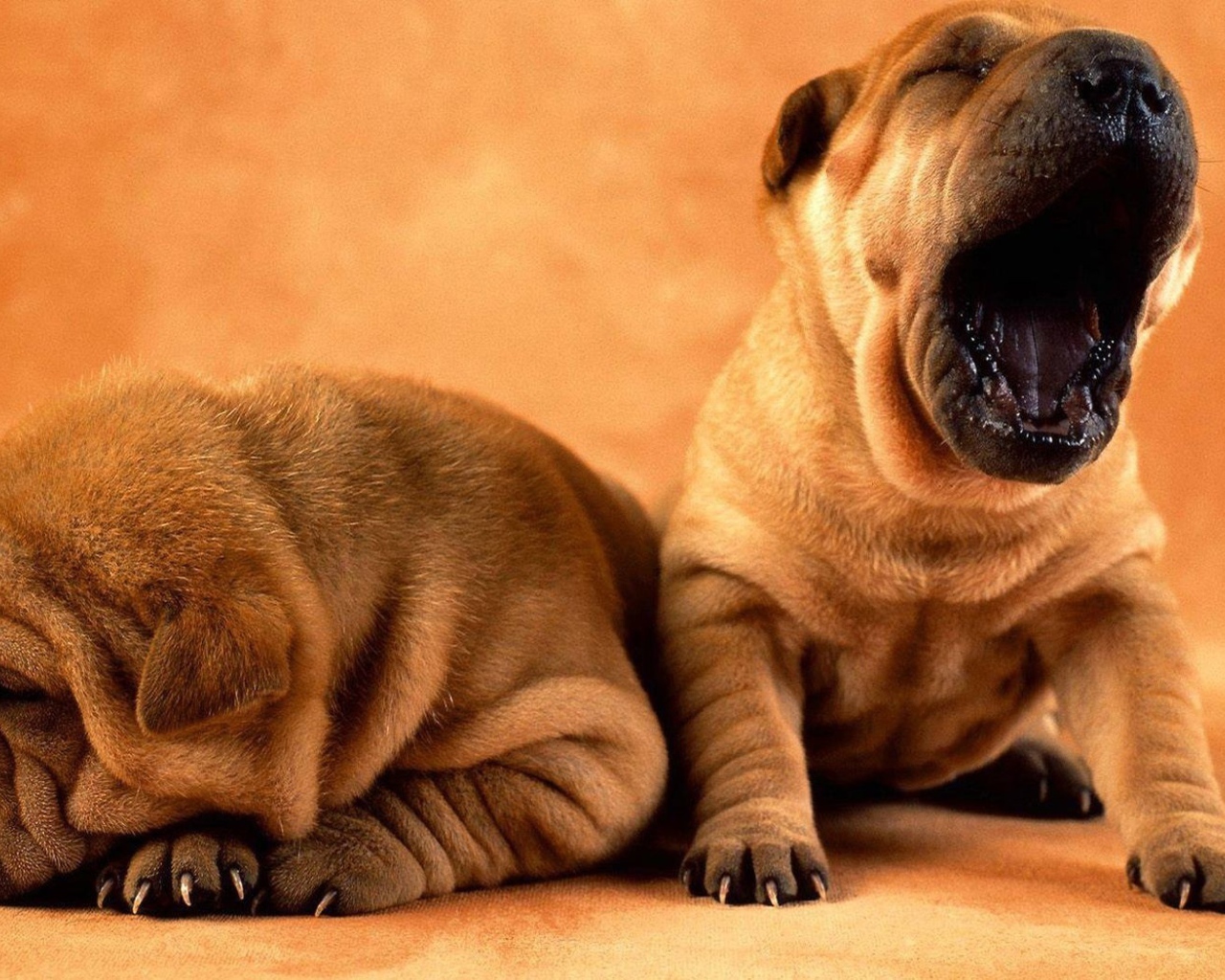 Собака хочет спать