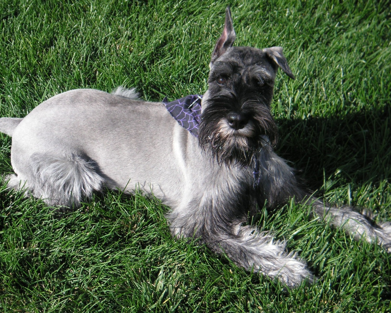 Девятимесячный шнауцер на траве