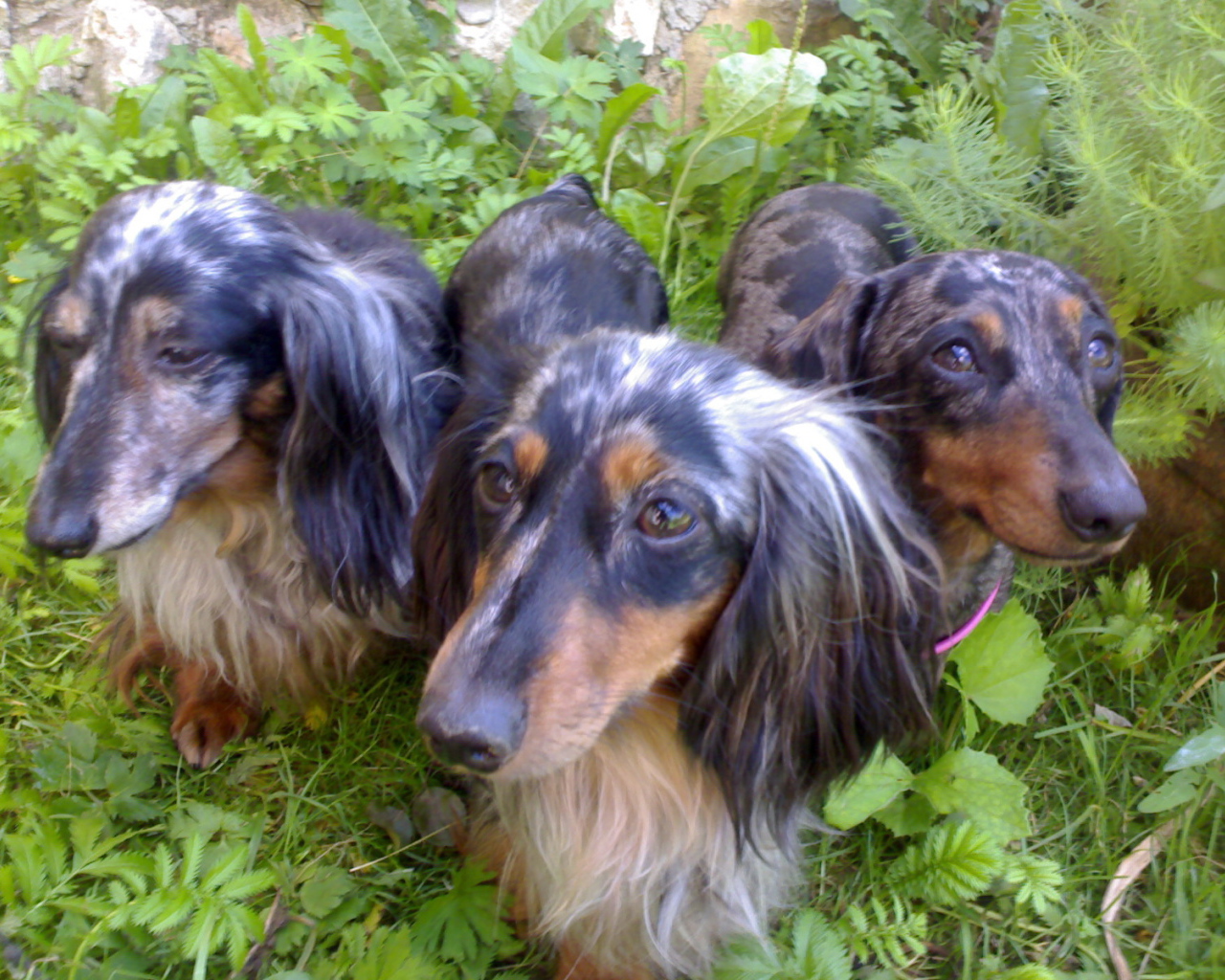 Трио такс в зарослях