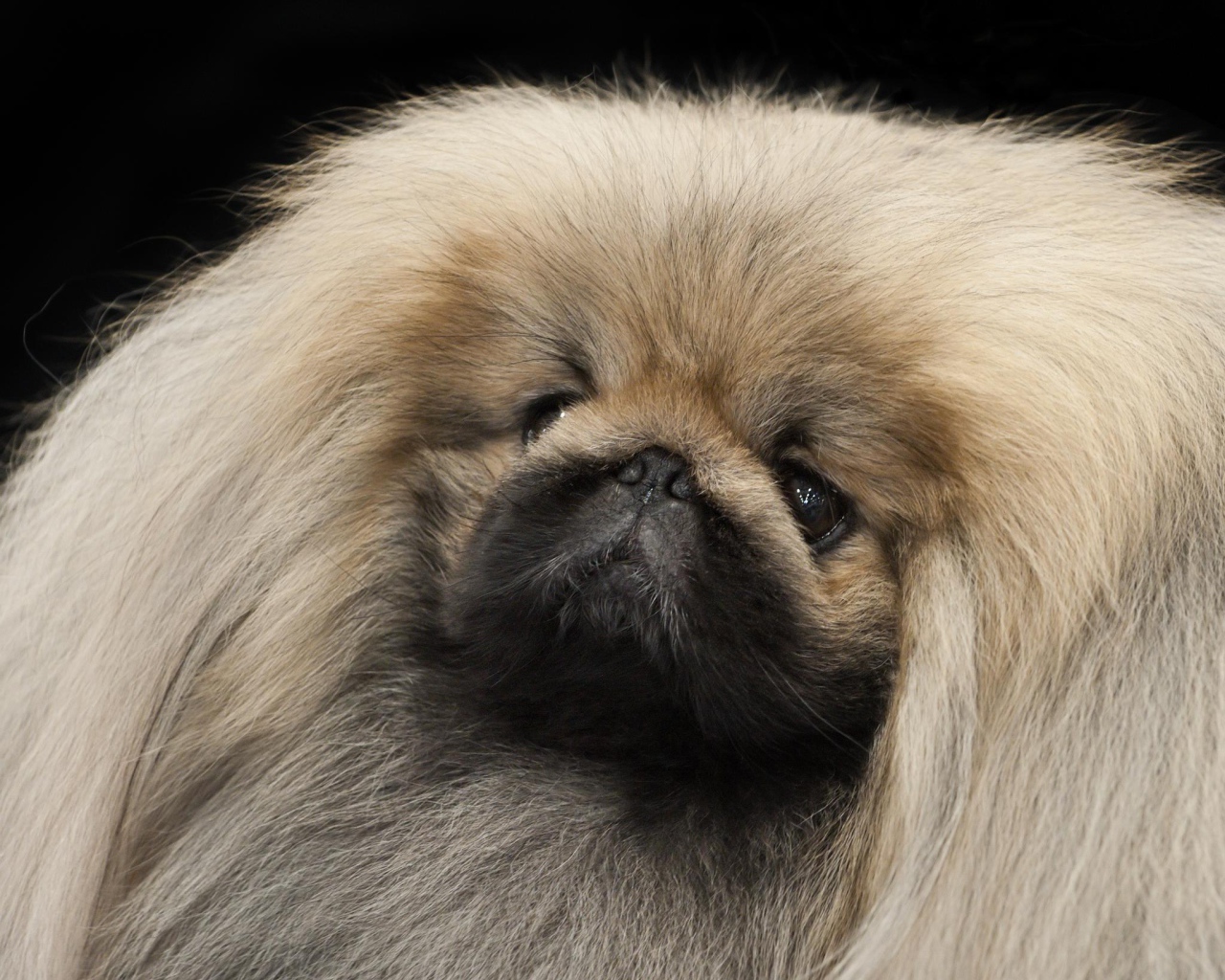 Густые волосы пекинеса