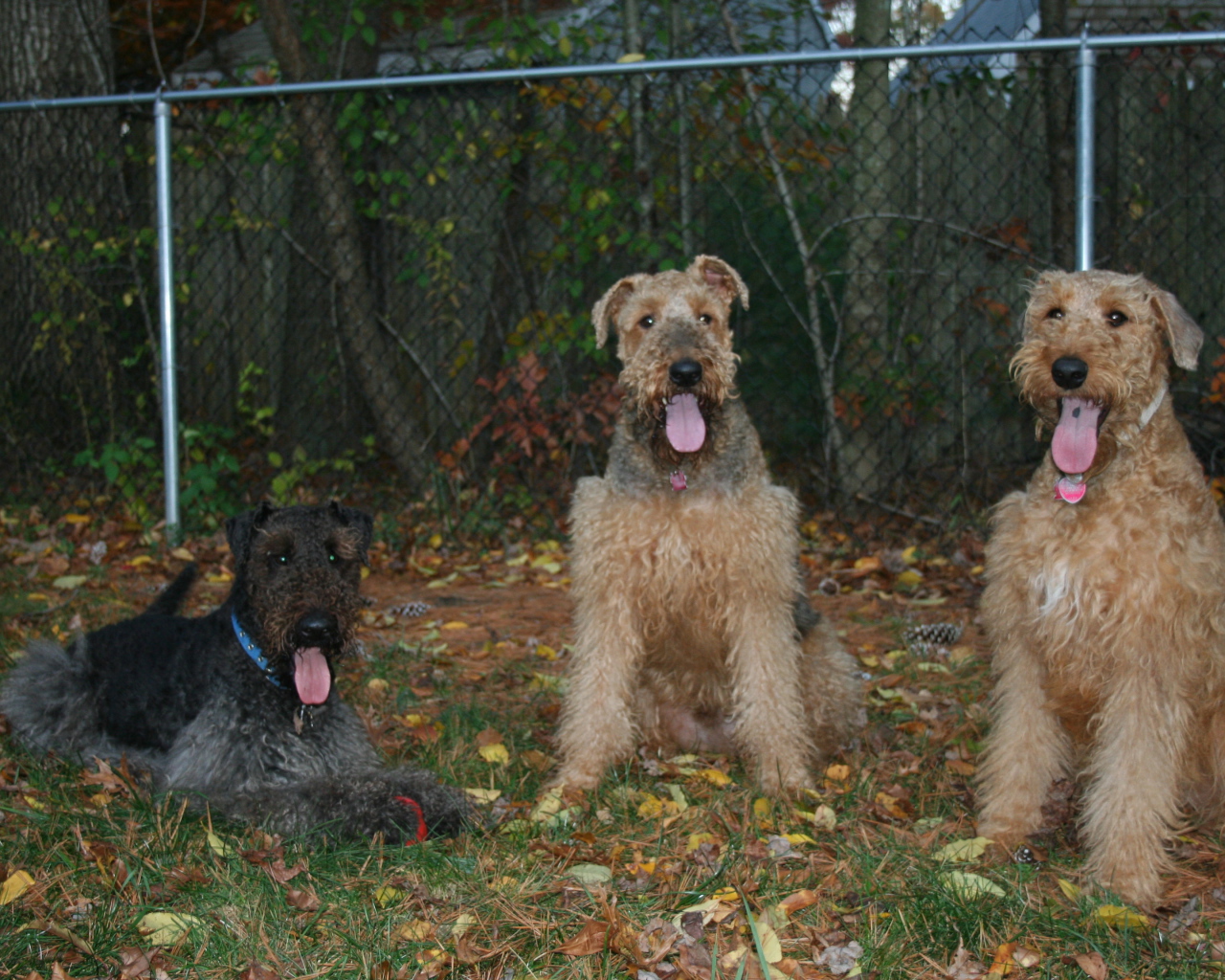 Три эрдельтерьера на охране