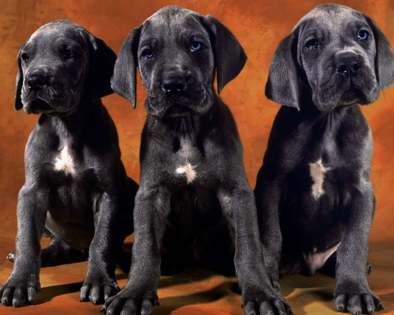 Три щенка добермана