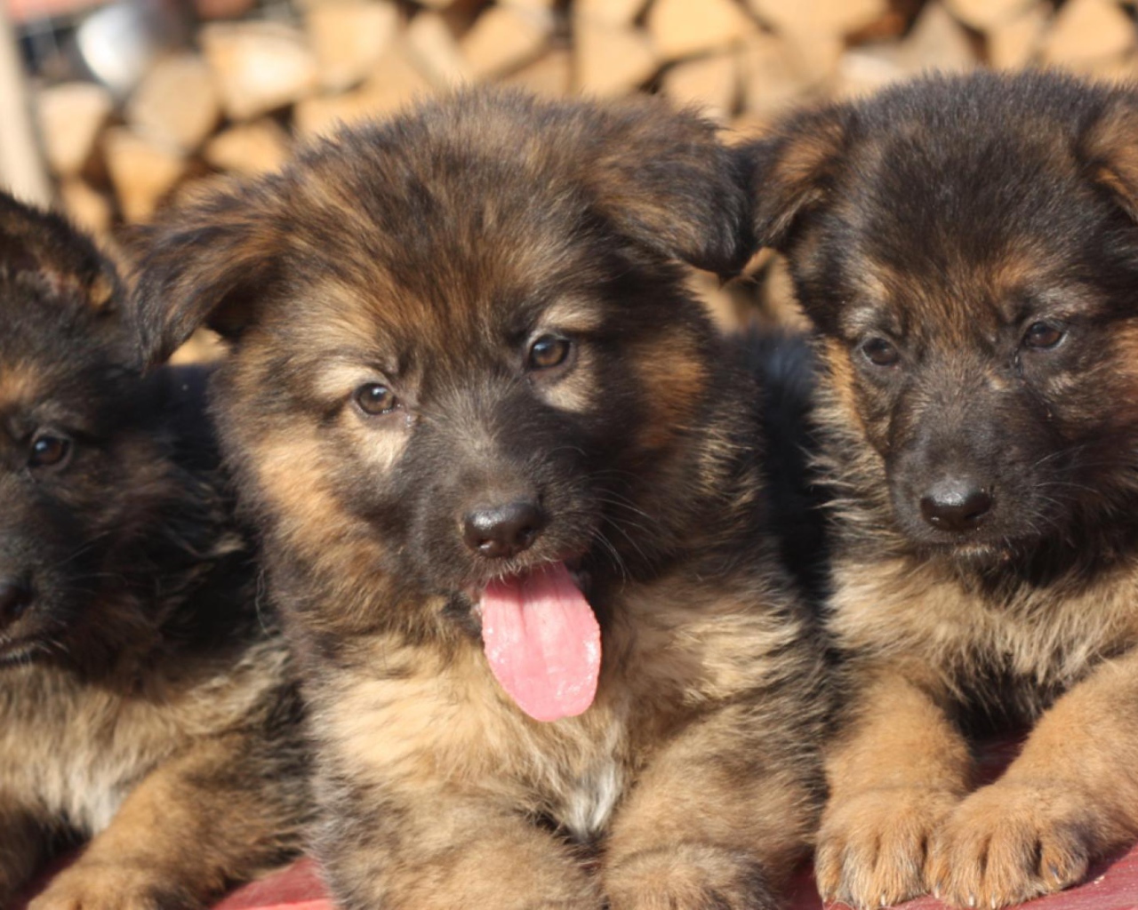 Три щенка немецкой овчарки