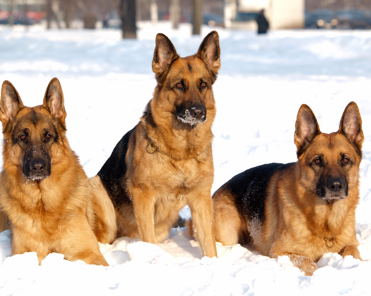 Три дружных немецких овчарки