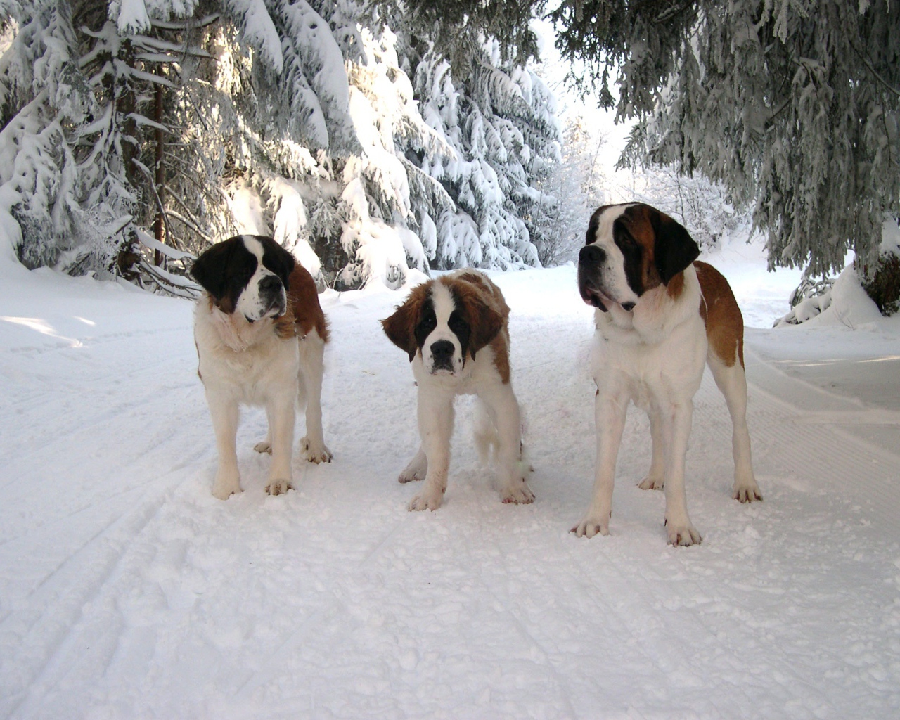Три сенбернара в лесу