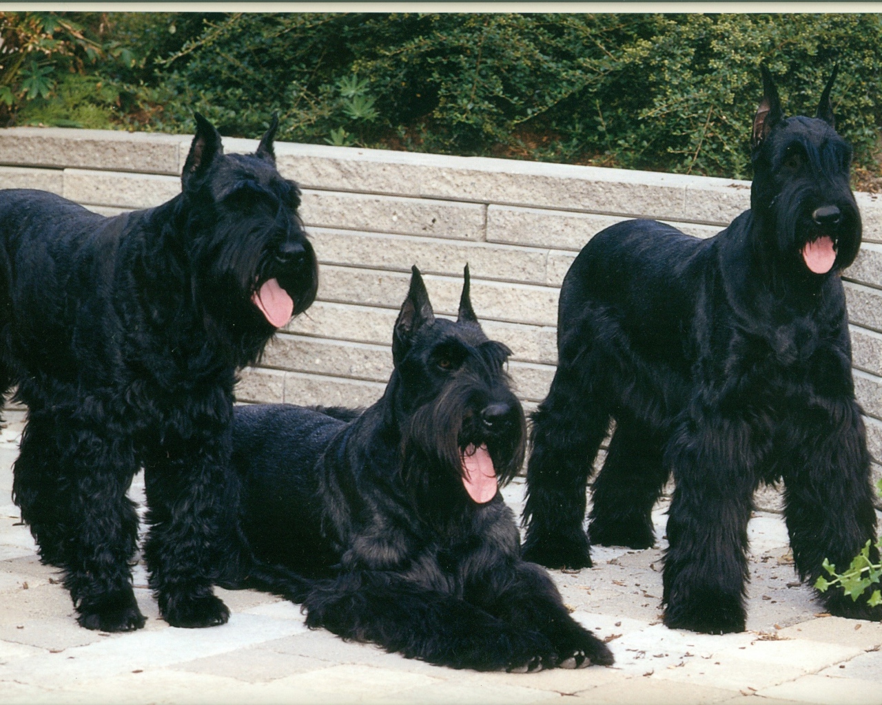 Три больших шнауцера