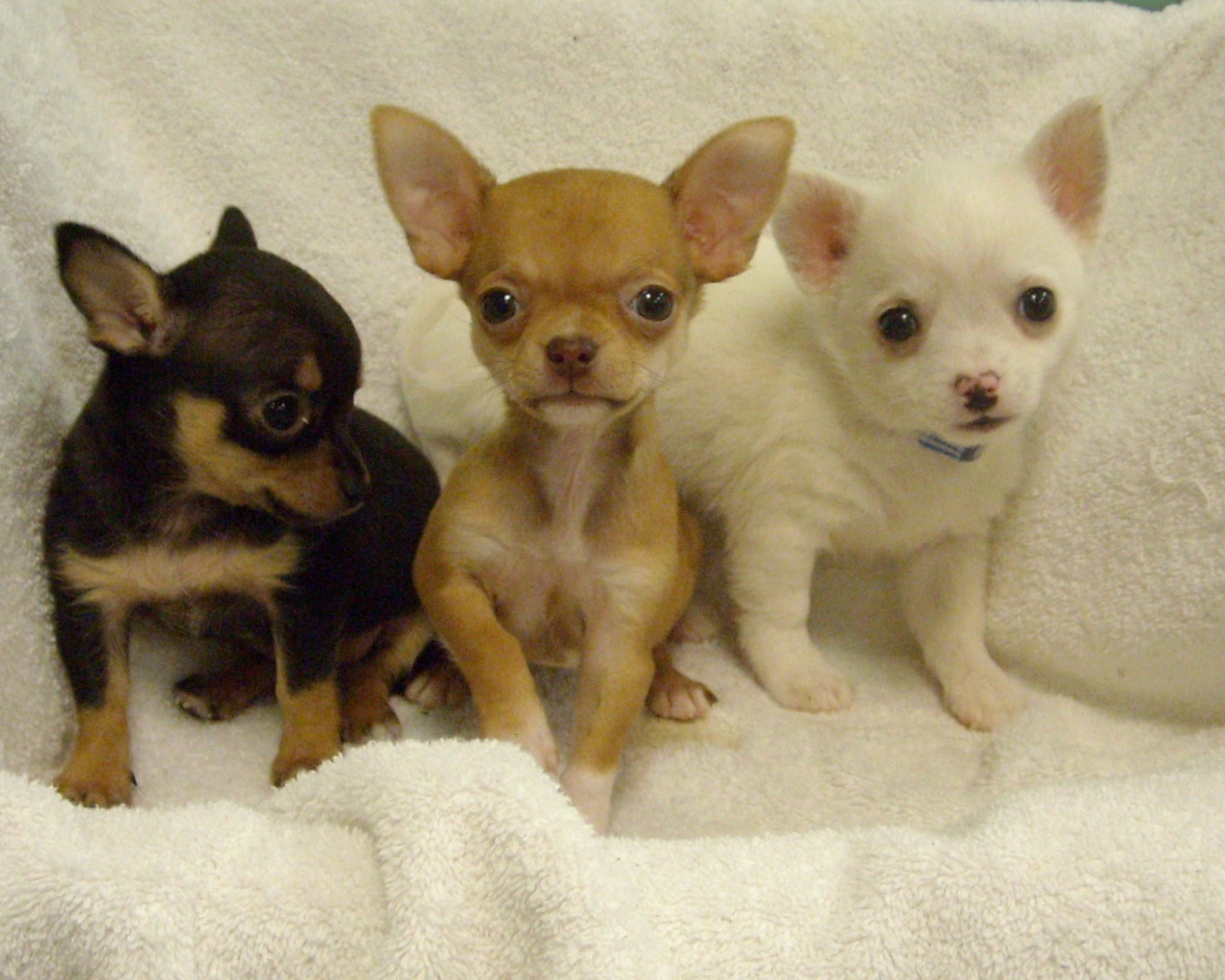 Three chihuahua puppy