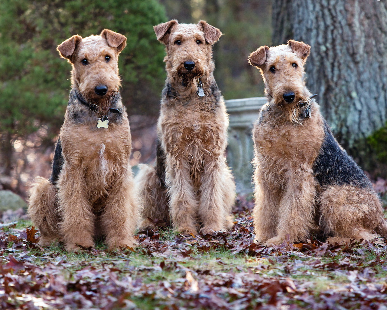 Три собаки эрдельтерьера
