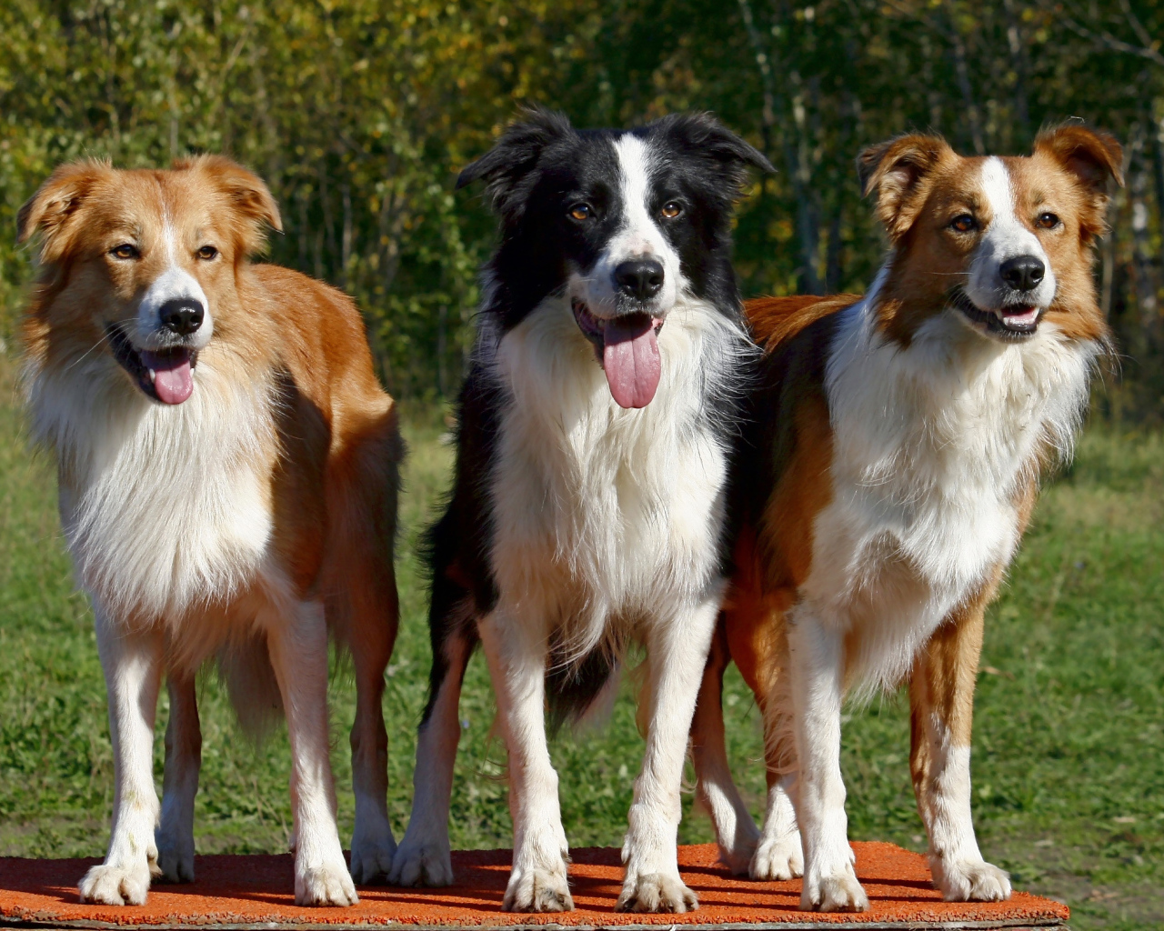 Три собаки породы колли