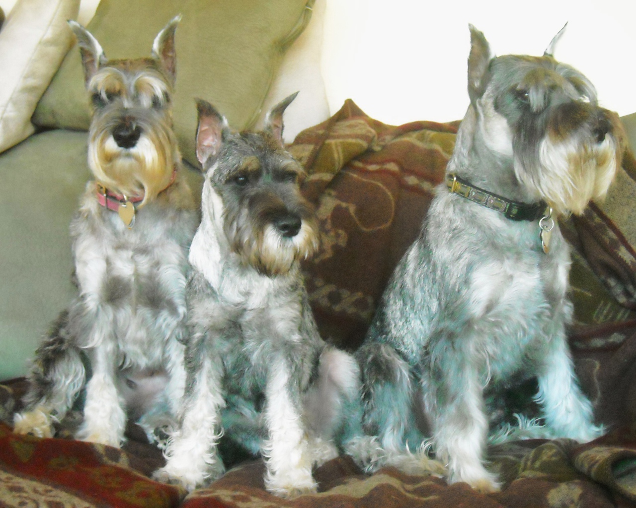 Три собаки шнауцера