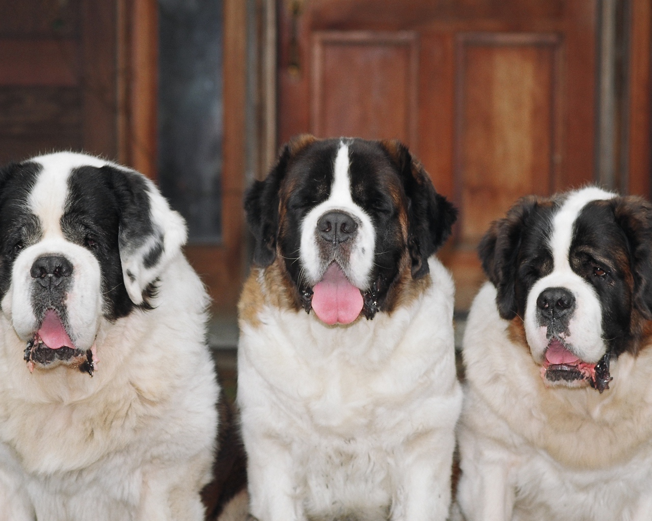 Три больших сенбернара