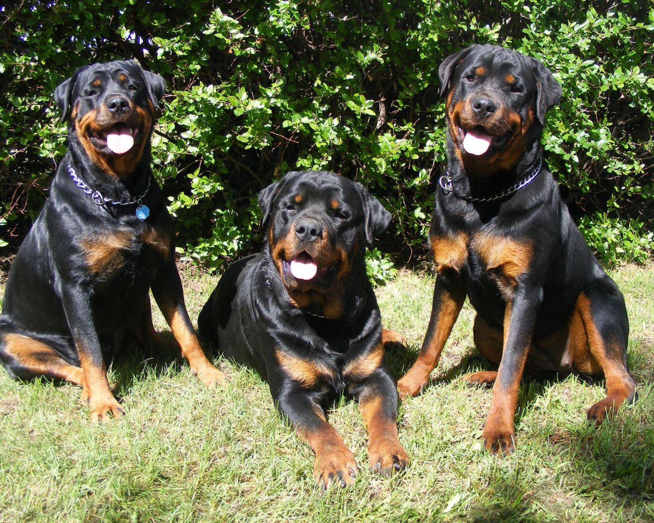 Три друга ротвейлера