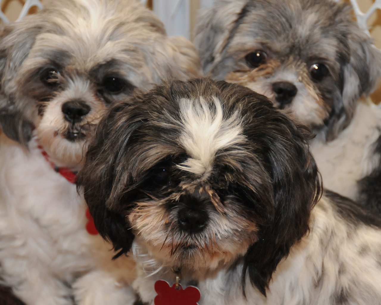 Три друга шитцу