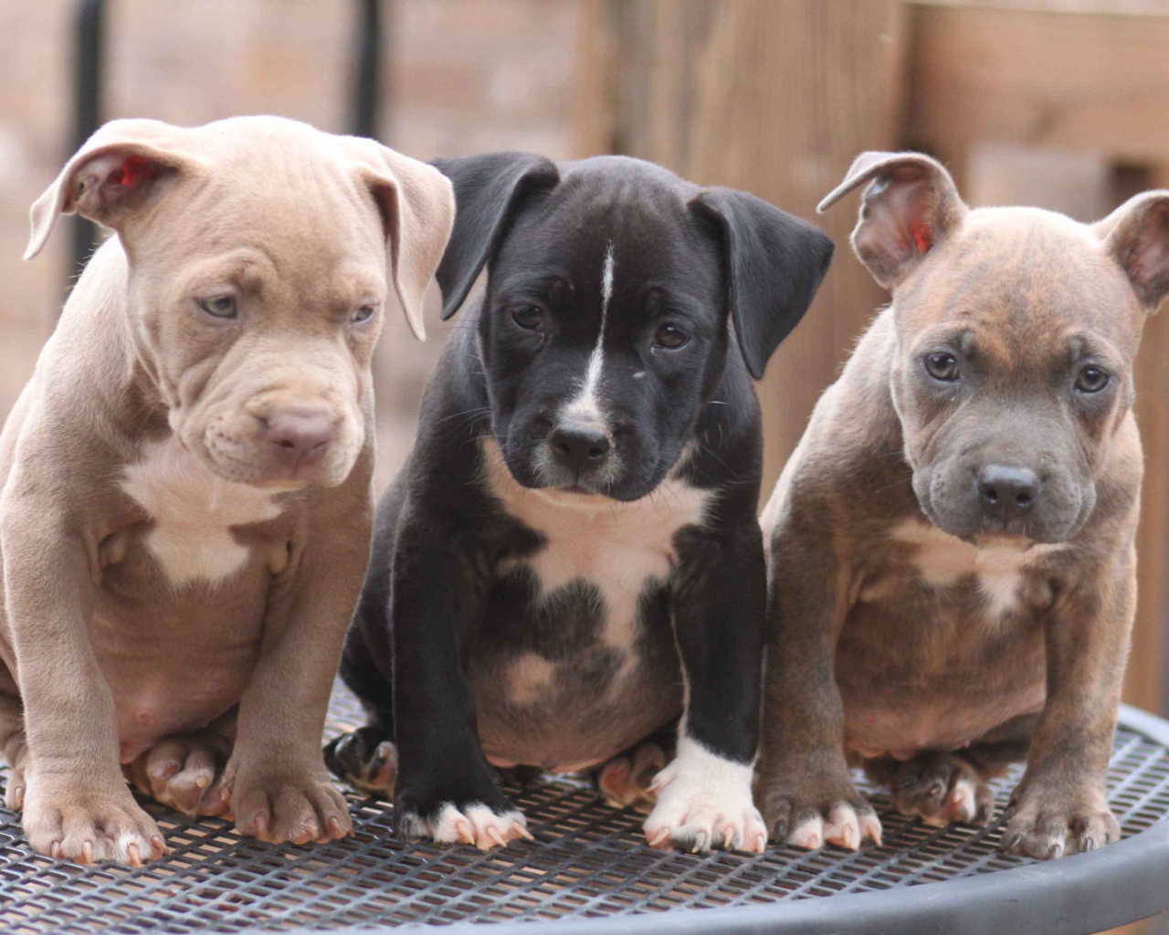 Три щенка питбуля