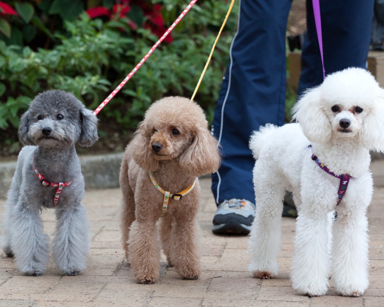 Три пуделя на прогулке
