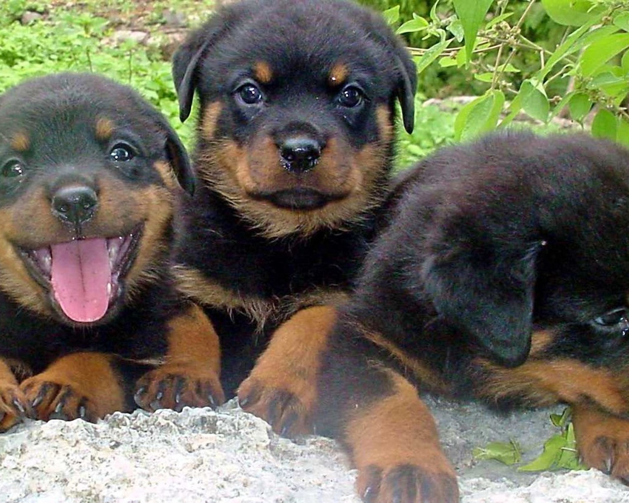 Три щенка ротвейлера