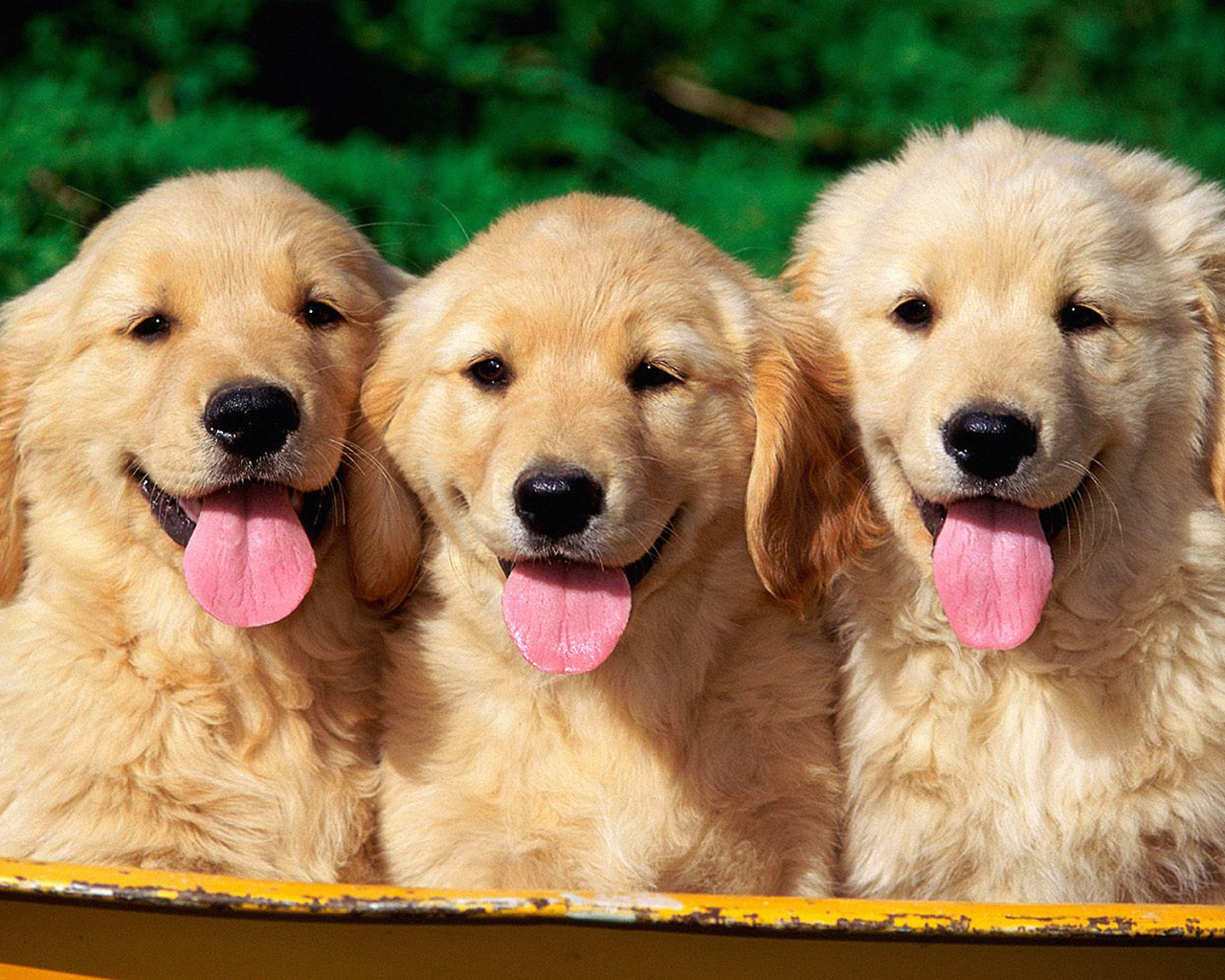 Три щенка ретривера