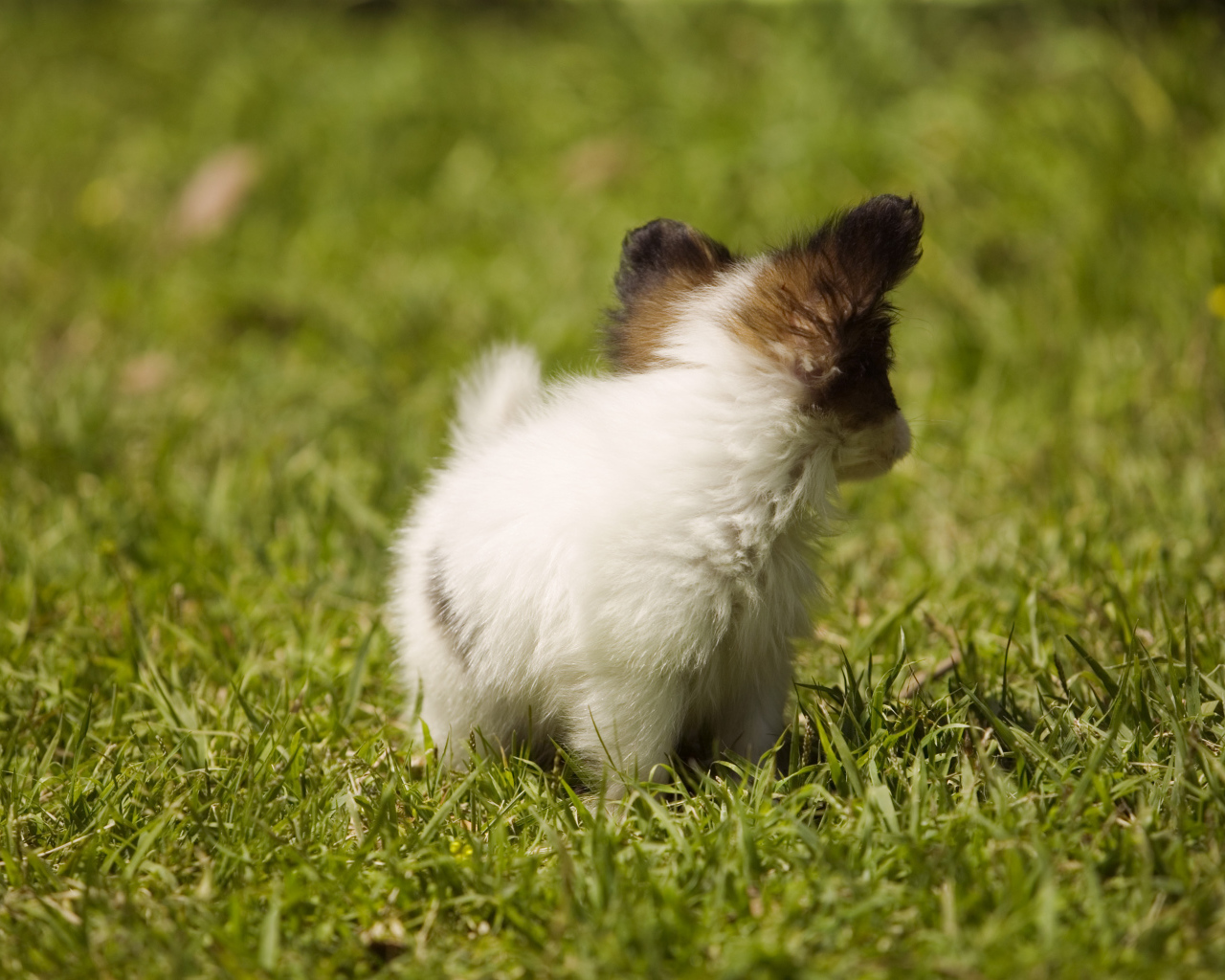 Крошечный японский хин