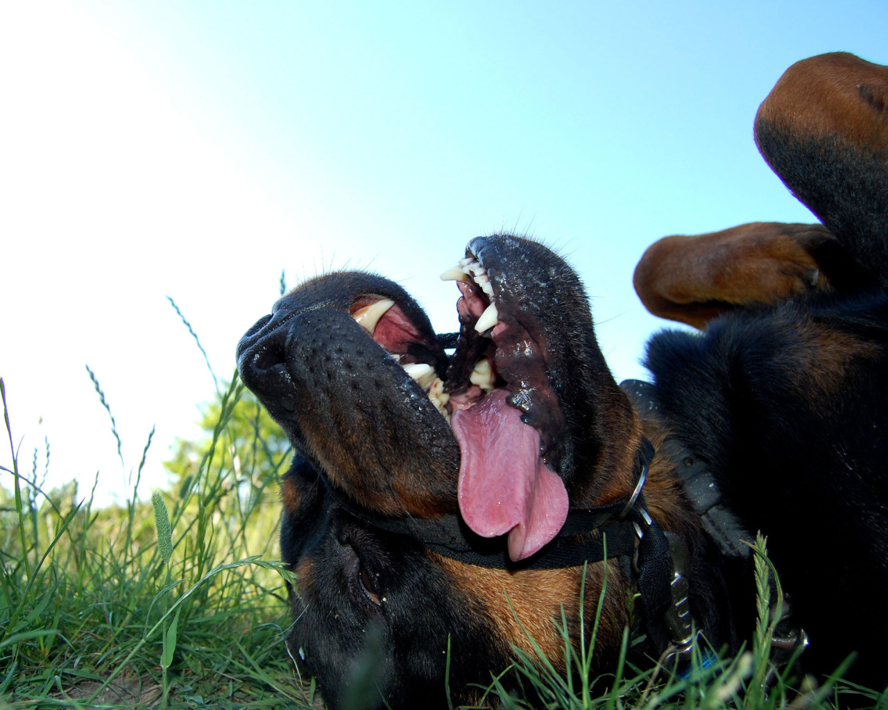 Уставший ротвейлер лежит на траве