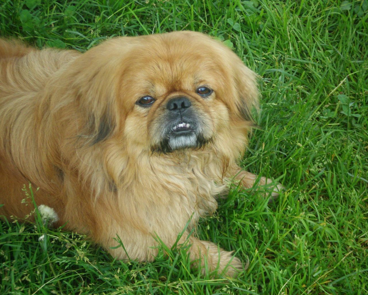 Зубастый пекинес на траве