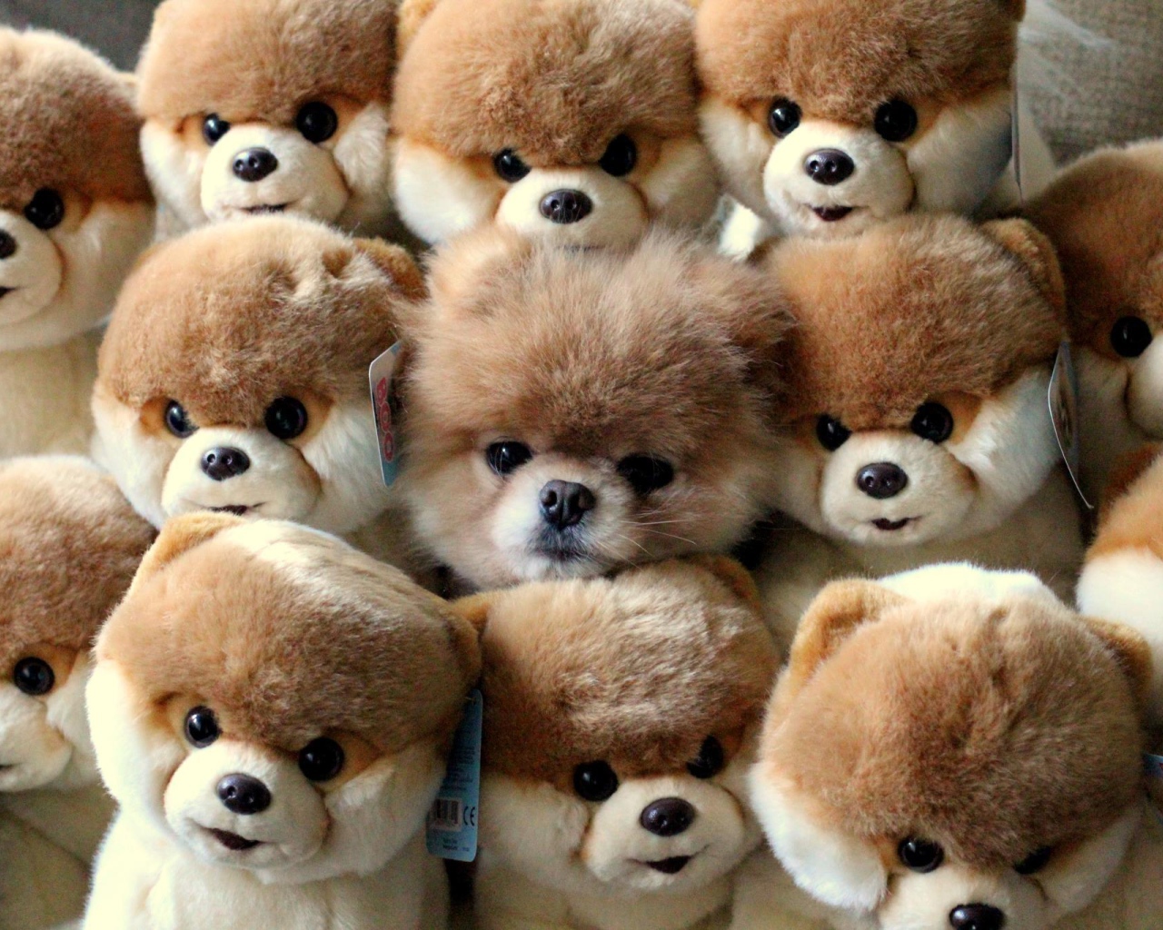 Игрушки в виде померанского шпица