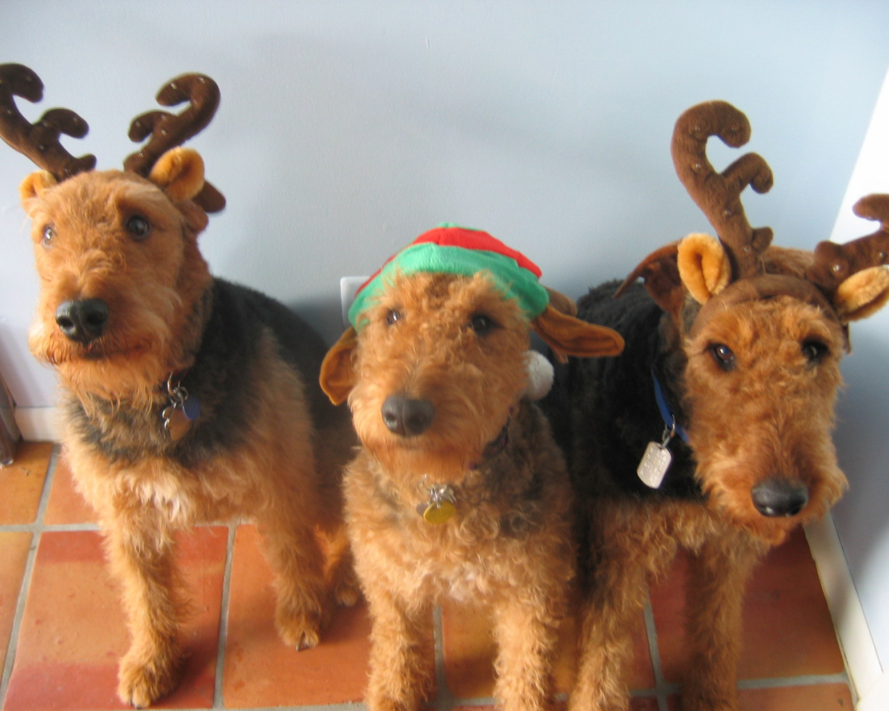 Тройка рождественских эрдельтерьеров