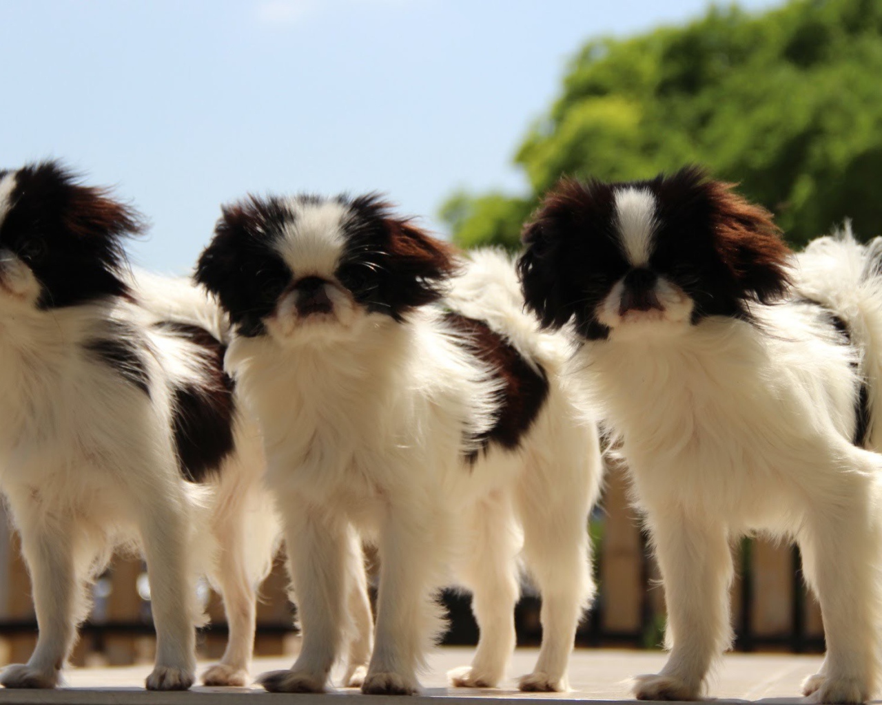 Тройка собак японский хин