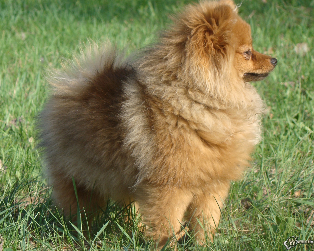 Упитанный шпиц на траве