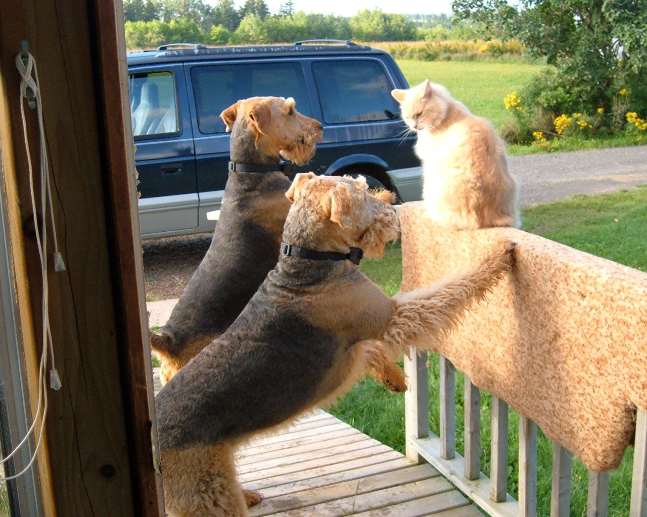 Два эрдельтерьера пристают к коту